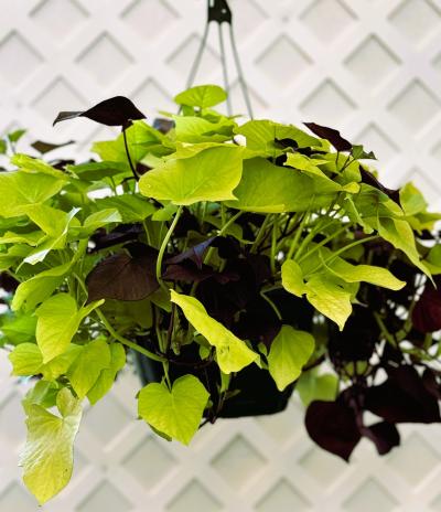Perino's Garden Center - Sweet Potato Vine Asst. 10" Hb