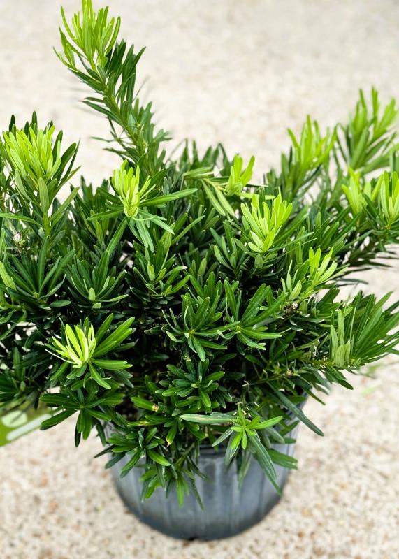 Perino's Garden Center - Japanese Yew Pringles Dwarf #3 Pot