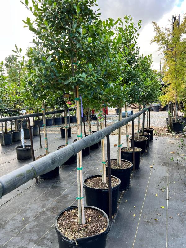 Perino's Garden Center - Holly Tree ‘East Palatka’ #15 Pot