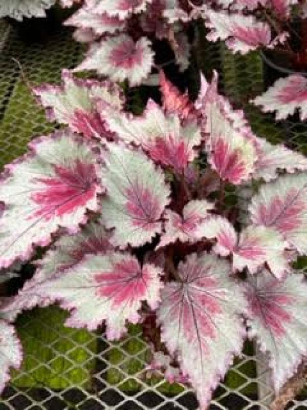 Perino's Garden Center Begonia Jurassic Rex Pink Shade 6"