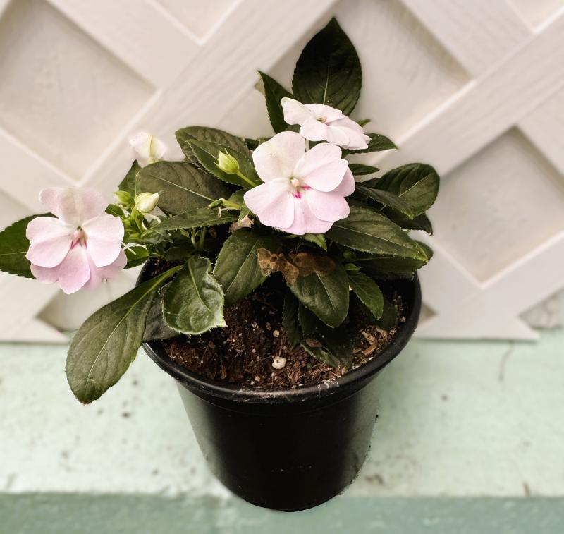 Perino's Garden Center Impatiens Bounce White 6"