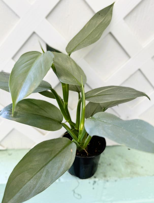 Perino's Garden Center - Philodendron Hastatum Grey 8"
