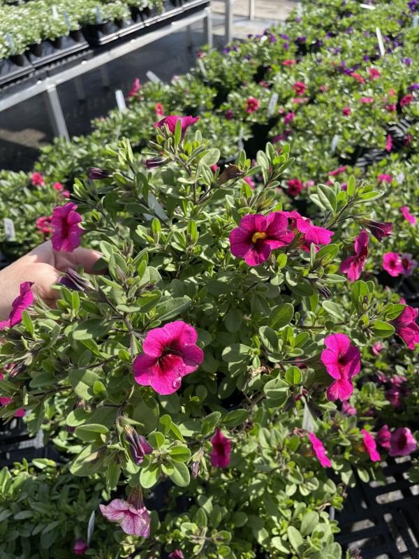 Perino's Garden Center - Calibrachoa Colibri Malibu Pink 6"