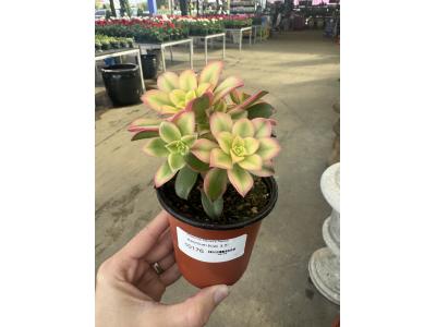 Aeonium Kiwi 3.5"
