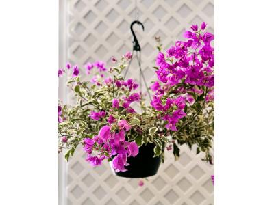 Bougainvillea Asst. Color 10" HB