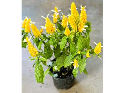 Shrimp Plant Yellow 8"