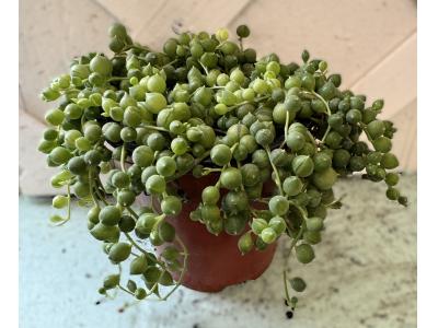 Senecio String of Pearls 3.5"