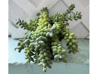 Sedum morganianum Donkey Tail 3.5"