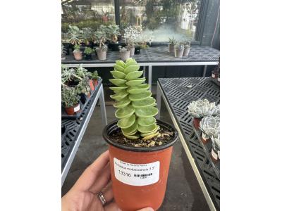 Portulaca molokiniensis 3.5"