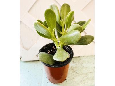 Crassula ovata Jade 3.5"