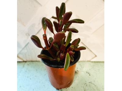 Peperomia Graveolens Ruby Glow 3.5"