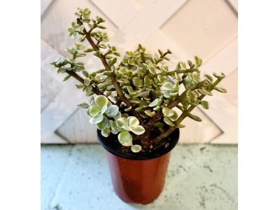Portulacaria afra Variegata 3.5"