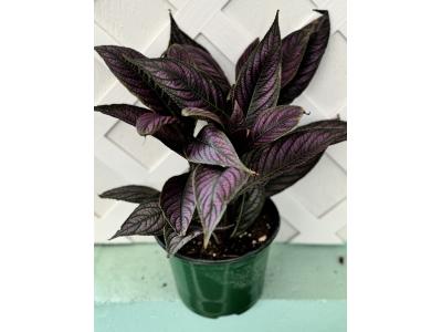 Strobilanthes Persian Shield 6"