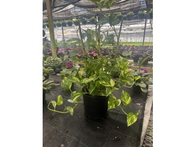 Pothos Golden Ivy 8" Trellis