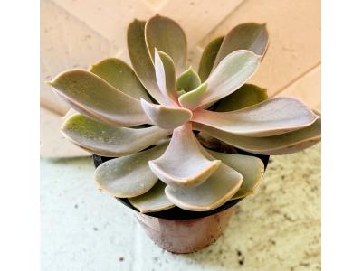 Echeveria Perle von Nurnberg 3.5"