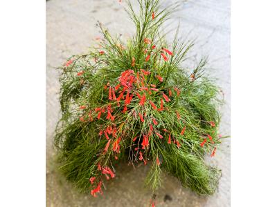 Firecracker Plant 10"
