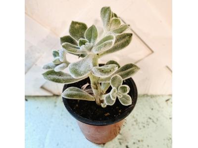 Echeveria Setosa 3.5"