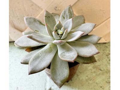 Echeveria Blue Bird 3.5"