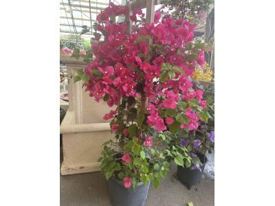 Bougainvillea Trellis 14"