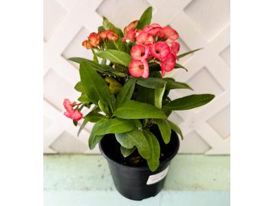Euphorbia milii gundula Crown Of Thorns Asst. 6"