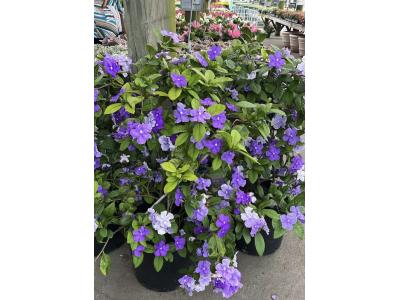 Brunfelsia Yesterday, Today, Tomorrow Trellis #3 Pot