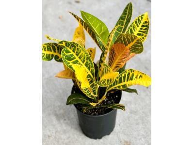 Croton Petra 8"