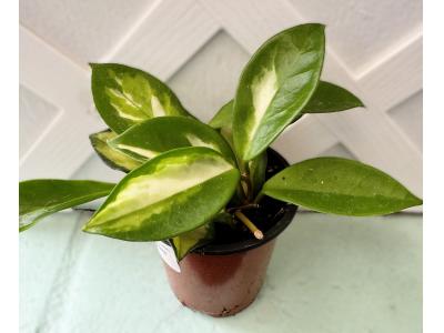 Hoya carnosa Krimson Queen 3.5"