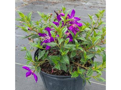 Tibouchina Granulosa Princess Flower #3 Pot