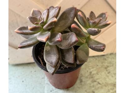 Sedum Alpenglo Graptose 3.5"