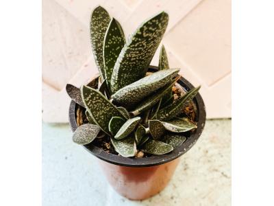 Gasteria Lizzi 3.5"