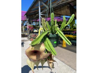 Stapelia Gigantea 6" HB