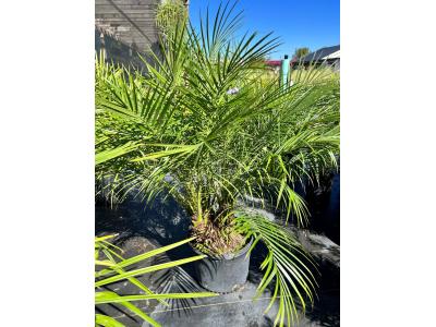 Pygmy Date Palm Multi Trunk #15 Pot