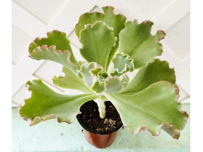 Echeveria Gibbiflora Coral Reef Pink 3.5"