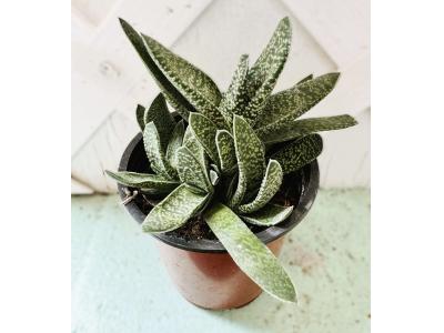 Gasteria Batesiana 3.5"