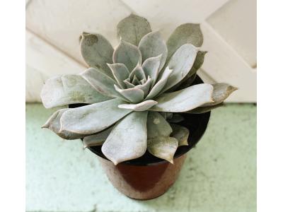 Echeveria Gibbiflora Lady Grey 3.5"