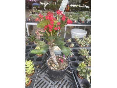 Thornless Crown Of Thorns 8" Terra