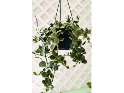 Peperomia Hope 8" HB