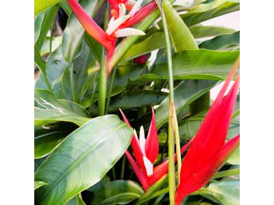Heliconia Red #3 Pot