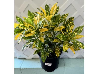 Croton Gold Dust 8"