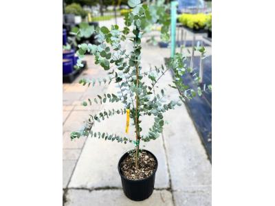 Eucalyptus Silver Dollar #3 Pot