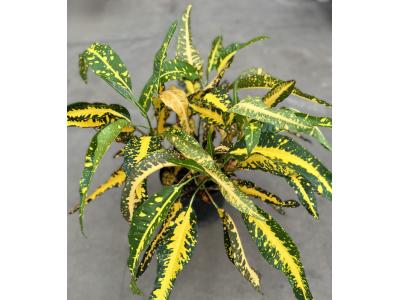 Croton Franklin Roosevelt 8"